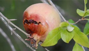 کرم گلوگاه انار
