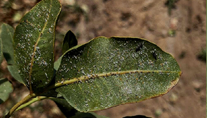 پسیل معمولی پسته