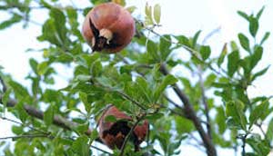 کرم گلوگاه انار