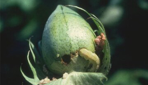 کرم غوزه پنبه