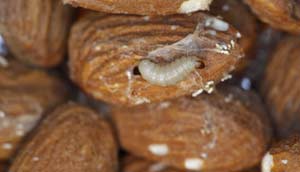 شب پره هندی