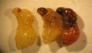 زنبور سیاه مغزخوار پسته