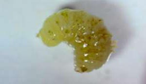 زنبور طلایی مغزخوار پسته