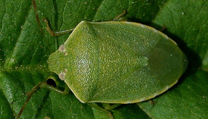 سن سبز پسته