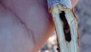 پروانه چوبخوار پسته