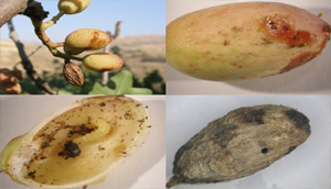 زنبوران مغزخوار پسته