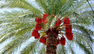 خرما