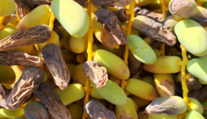 بیماری پوسیدگی میوه خرما