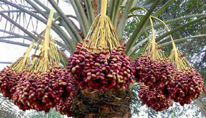 برنامه غذایی درخت خرما