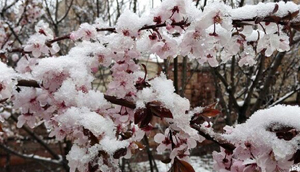 سرمازدگی