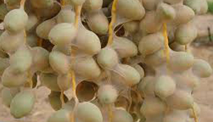 خسارت کنه گرد آلود خرما