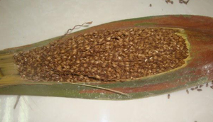 بیماری پوسیدگی گل آذین خرما