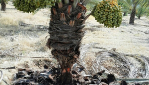 بیماری پوسیدگی تنه خرما