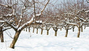 سرمازدگی درختان