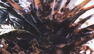 بیماری سوختگی سیاه خرما