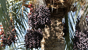 عارضه خشکیدگی خوشه خرما