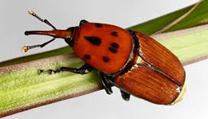 سوسک سرخرطومی حنایی خرما