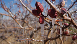 سرمازدگی