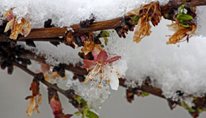سرمازدگی