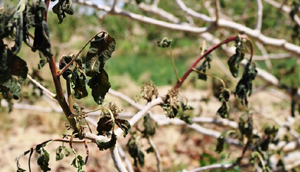 سرمازدگی