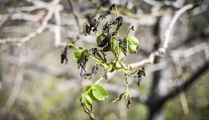 سرمازدگی