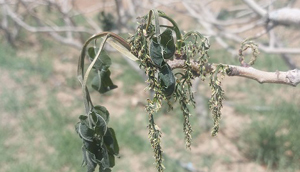 سرمازدگی