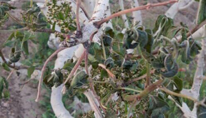 سرمازدگی