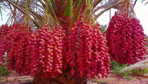 خرما