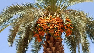 خرما