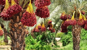 خرما