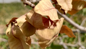 سرخشکیدگی درختان پسته چیست؟