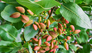 تنک شدن خوشه پسته