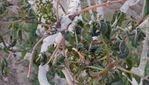 تنک شدن خوشه ی پسته