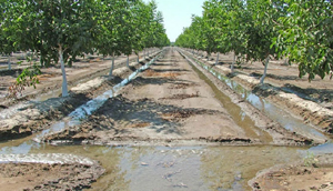 تنک شدن خوشه ی پسته