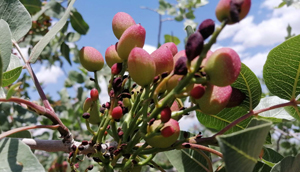 تنک شدن خوشه ی پسته