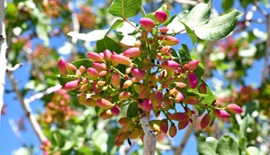 تنک شدن خوشه ی پسته