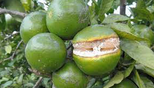 کلسیم